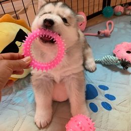 Siberian Husky Puppies from Canace Siberians