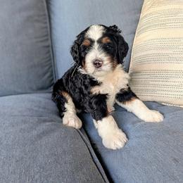 Bernedoodle puppies from San Tan Doodles