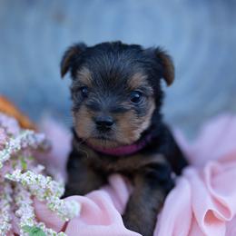 Etta - Black and tan female Yorkshire Terrier puppy in Bruceville, Indiana from Baby Girl’s Yorkies, Shih-Tzu, Shorkies