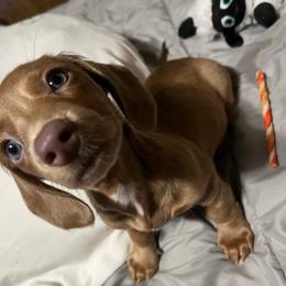 Pinoli - Fawn (isabella) and tan female Dachshund puppy in Estelle, Louisiana from NOLA Dachshunds