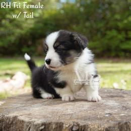 Rhea 6 Tail - Black and tan female Pembroke Welsh Corgi puppy in Straughn, Alabama from Magnolia Creek Corgis