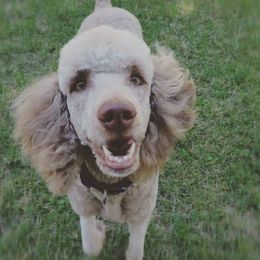 Stella - Poodle