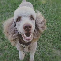 Stella - Poodle