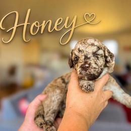 Honey - Chocolate merle female Bernedoodle puppy in Fort Collins, Colorado from Front Range Family Doodles