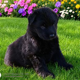 Cosmo - Black male German Shepherd puppy in Lake Ann, Michigan from Furman German Shepherds