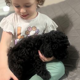 Poodle Puppies from Toy Poodle Kingdom