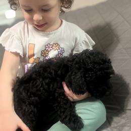 Poodle Puppies from Toy Poodle Kingdom
