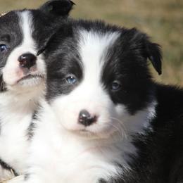 Opeli - Black female Border Collie puppy in Tiskilwa, Illinois from First Harmony Farms