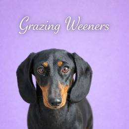Gaia - Dachshund