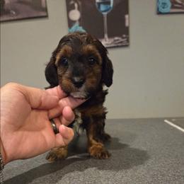 Rufus - Black & tan tri-color male Maltipoo puppy in Everett, Washington from Meadows Ranch