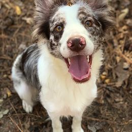Border Collie All Grown Up from Buck Branch Border Collies