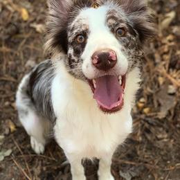 Border Collie All Grown Up from Buck Branch Border Collies