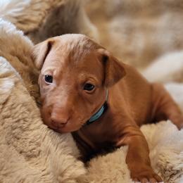 Luna - Chestnut female Pharaoh Hound puppy in Snohomish, Washington from ACE Pharaoh Hounds