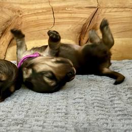 Dolly - Cream female Dachshund puppy in Stoutland, Missouri from Farmhouse Dachshunds