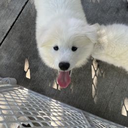 Samoyed Puppies from Sugar Sweet Samoyeds