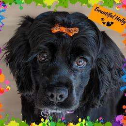 Cocker Spaniels from Shandra's Happy Tails Cockers
