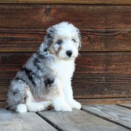 Farah mini aussiedoodle - Aussiedoodle puppy from Lazy S Aussies