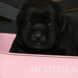 Labrador Retriever Puppies from Prebleridge Acres