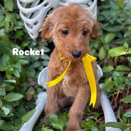 Rocket - Red  male Goldendoodle puppy in Herriman, Utah from Gypsi Doodles & Poodles LLC.