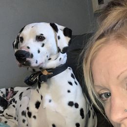 Diesel - Dalmatian