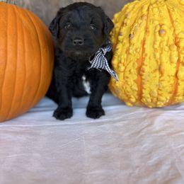 Turkey - Black and white male Aussiedoodle puppy in Eastland, Texas from H5 Mini Doodles