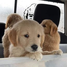 Goldendoodles, Golden Retrievers, and Poodles from Goldens With A Purpose