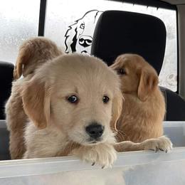 Goldendoodles, Golden Retrievers, and Poodles from Goldens With A Purpose