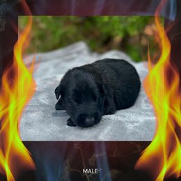 Ash - Fawn sable male Belgian Malinois puppy in Chino, California from BlueStone K9