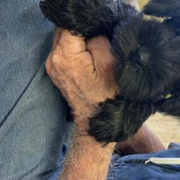 Miniature Schnauzer Puppies from Circle R Ranch