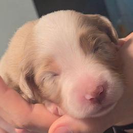 Paisley - Red merle female Miniature Australian Shepherd puppy in Hobe Sound, Florida from KHA