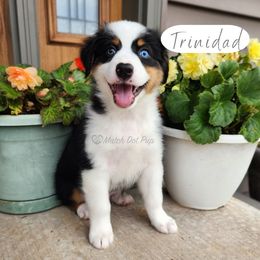 Trinidad - Black tri-color male Australian Shepherd puppy in Pittsville, Wisconsin from Match Dot Pup