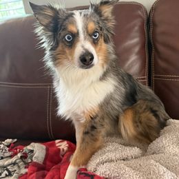 Bear - Toy Australian Shepherd