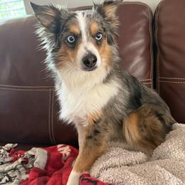 Bear - Toy Australian Shepherd