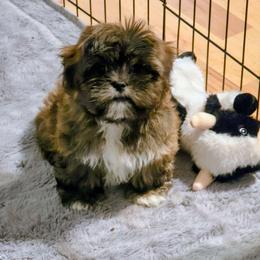 Jasper - Brindle male Lhasa Apso puppy in Hillsboro, Oregon from Luv-N-Laughter Lhasa Apsos