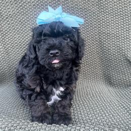 Marina - Parti female Goldendoodle puppy in Hemet, California from Vallevistadoodles
