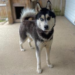Buddy - Black and white male Siberian Husky puppy in West Baldwin, Maine from Douglas Mountain Farm and Kennel