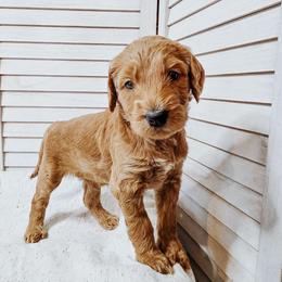 Cloudy - Cream female Goldendoodle puppy in Everett, Washington from Big Top Doodles