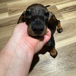 Oakley - Wild  boar and tan female Dachshund puppy in Wichita, Kansas from Rustic Dachshunds
