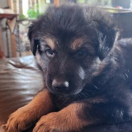 German Shepherd Puppies from Stormy Knight German Shepherds