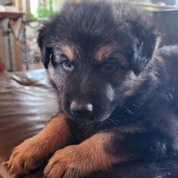 German Shepherd Puppies from Stormy Knight German Shepherds