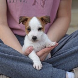 Pia Boy 3 - White and tan male Russell Terrier puppy in Middletown, Virginia from DBF Russell Terriers