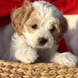 Cavapoos from Creekwood Miniature Cavapoos
