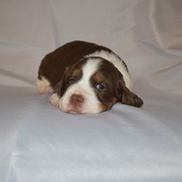 Girl 5 - Liver white and tan female English Springer Spaniel puppy in Westmorland, California from IV Springers of California