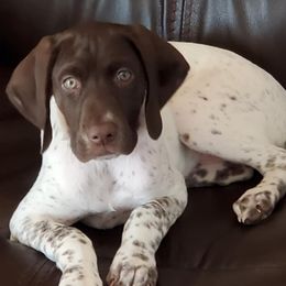 German Shorthaired Pointers from BilDor's GSPs