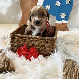 Red Collar Female - Red  female Goldendoodle puppy in Bradenton, Florida from Suncoast Goldendoodles