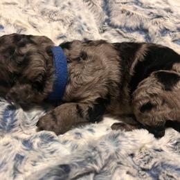 Mr. Dark Blue - Blue merle male Aussiedoodle puppy in Taylor, Missouri from Pawsitively Doodles