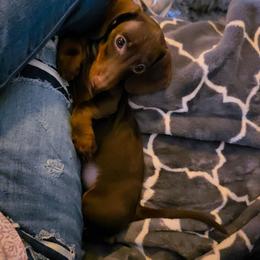 Sam - Chocolate and tan male Dachshund puppy in Phoenix, Arizona from AZ's Prestigious Miniature Dachshunds