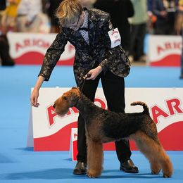 Airedale Terriers and Russell Terriers from Meadowaire Terriers