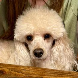 Marley - Poodle