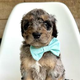 Crew - Blue merle male Bernedoodle puppy in Pulaski, Tennessee from Doodle My Heart
